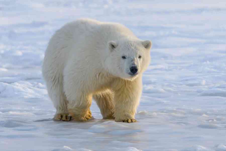 Từ Vựng Bài Đọc Why We Need To Protect Polar Bears