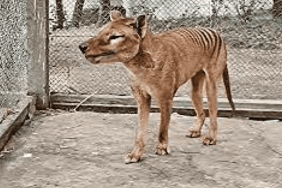 The Thylacine IELTS Reading Answers with Explanation