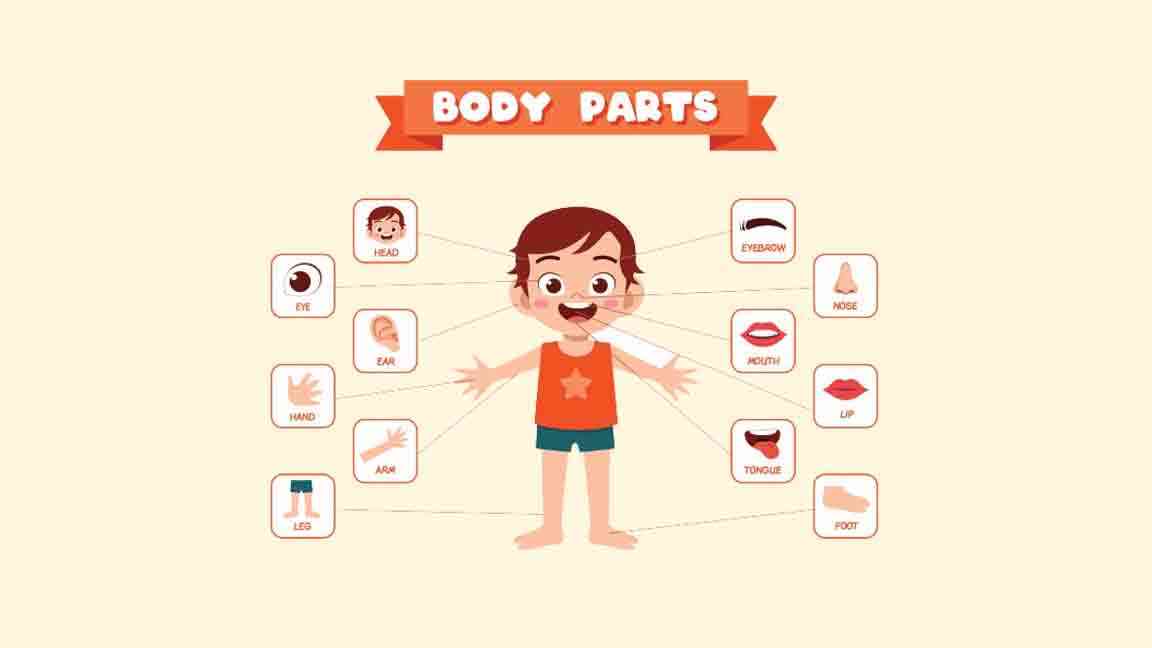Talk About Body: Sample Answers and Topic Vocabulary – IELTS Speaking Exam
