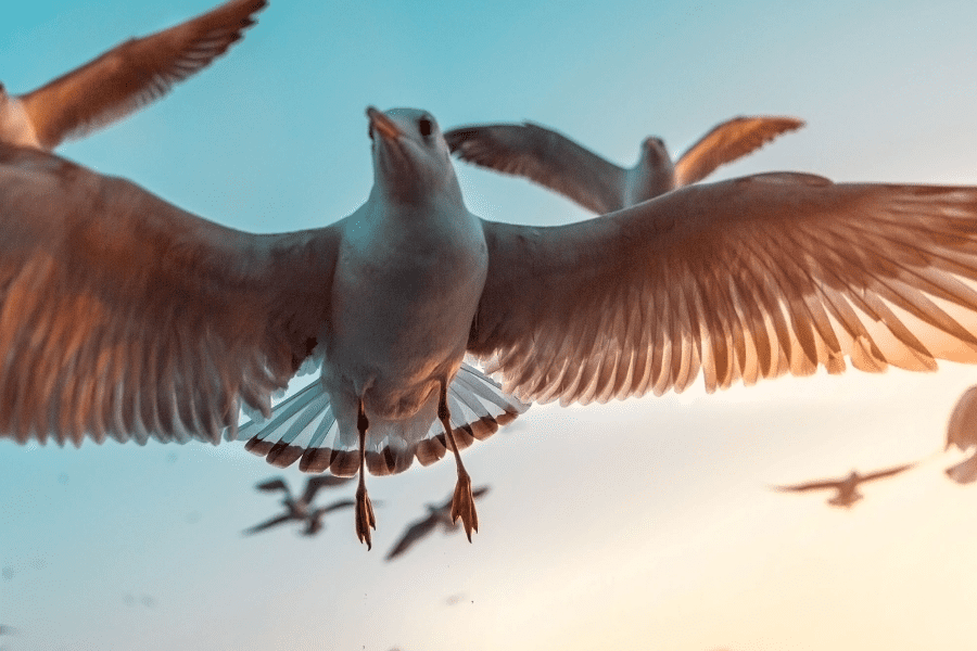 Từ Vựng Bài Nghe Bird Migration Theory