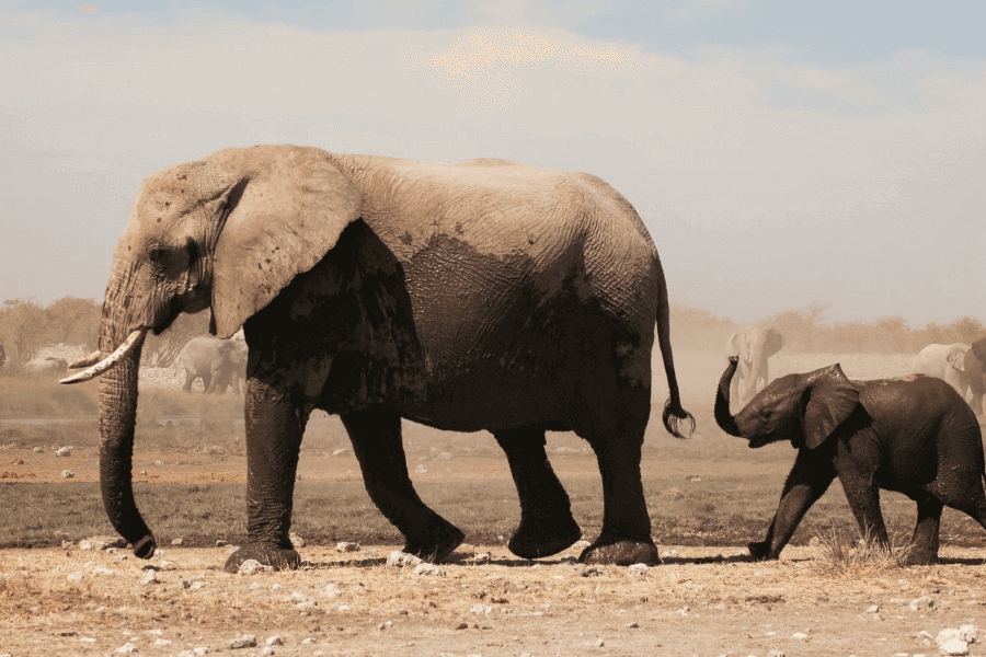 Elephant Communication IELTS Reading Answers with Explanation