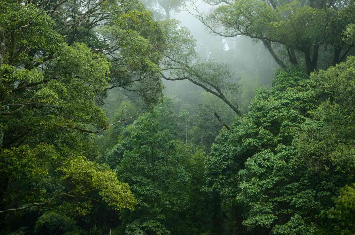 Từ Vựng Bài Đọc The Accidental Rainforest