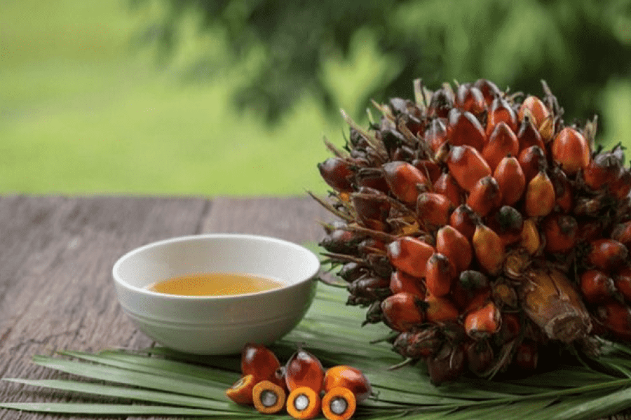 Từ Vựng Bài Đọc Palm Oil