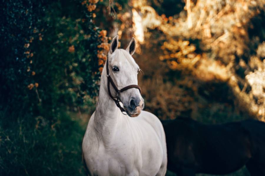 Từ Vựng Bài Đọc The White Horse Of Uffington