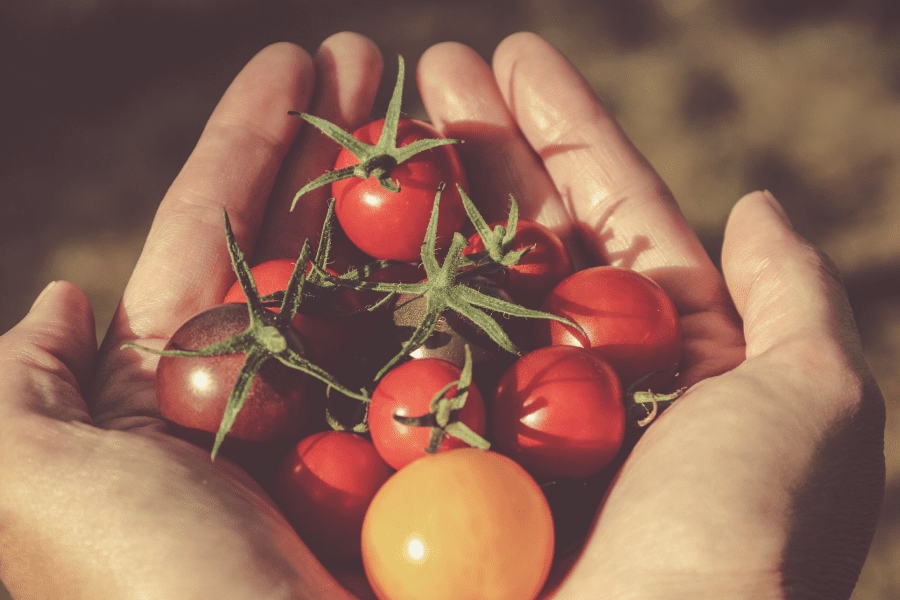Từ Vựng Bài Đọc A Second Attempt At Domesticating The Tomato