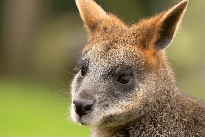 Từ Vựng Bài Nghe The Australian Wild Zoo