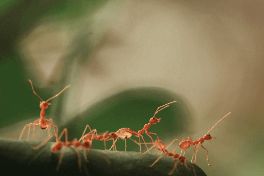 Ants Could Teach Ants IELTS Reading Answers with Explanation