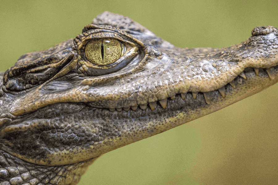 The Evolutionary Mystery- Crocodile Survives IELTS Reading Answers with Explanation
