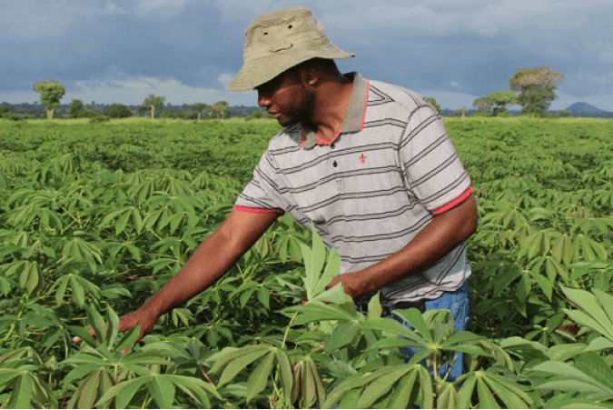 Từ Vựng Bài Nghe Agricultural Programme In Mozambique