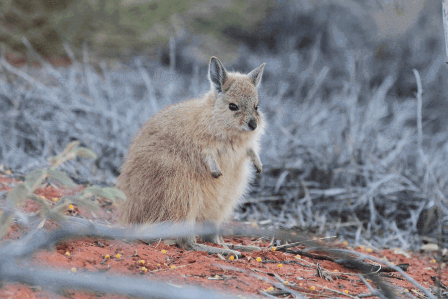 The Rufous Hare-Wallaby IELTS Reading Answers with Explanation