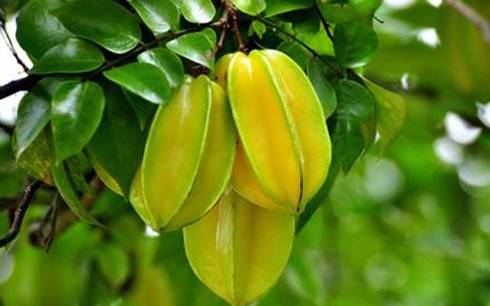 quả khế Tiếng Anh là gì