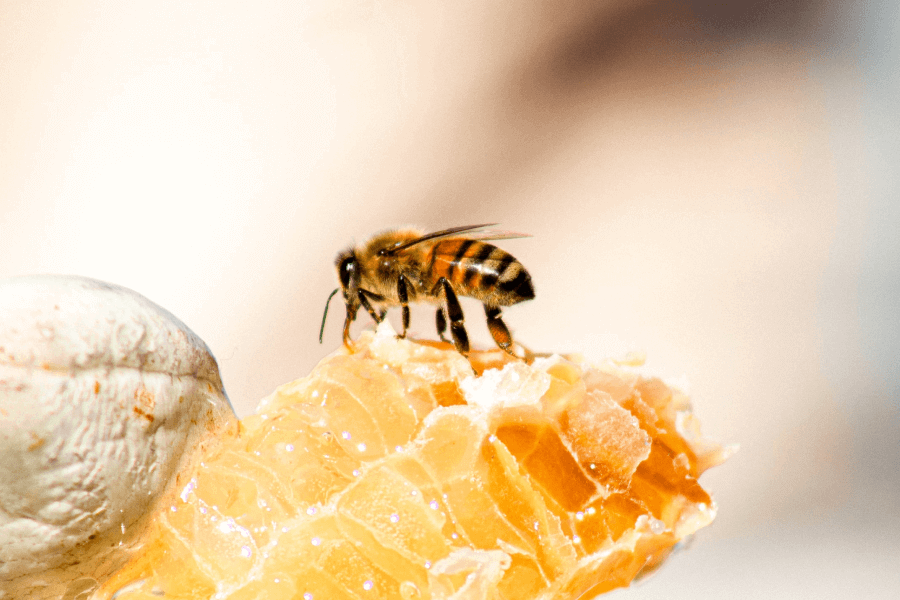 Honey Bees In Trouble IELTS Reading Answers with Explanation