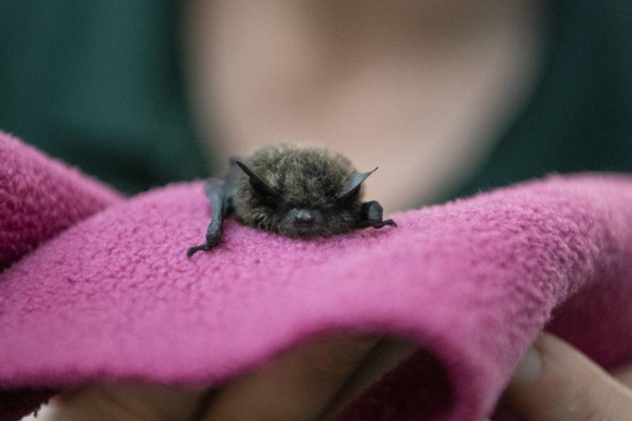 Từ Vựng Bài Đọc Bats To The Rescue