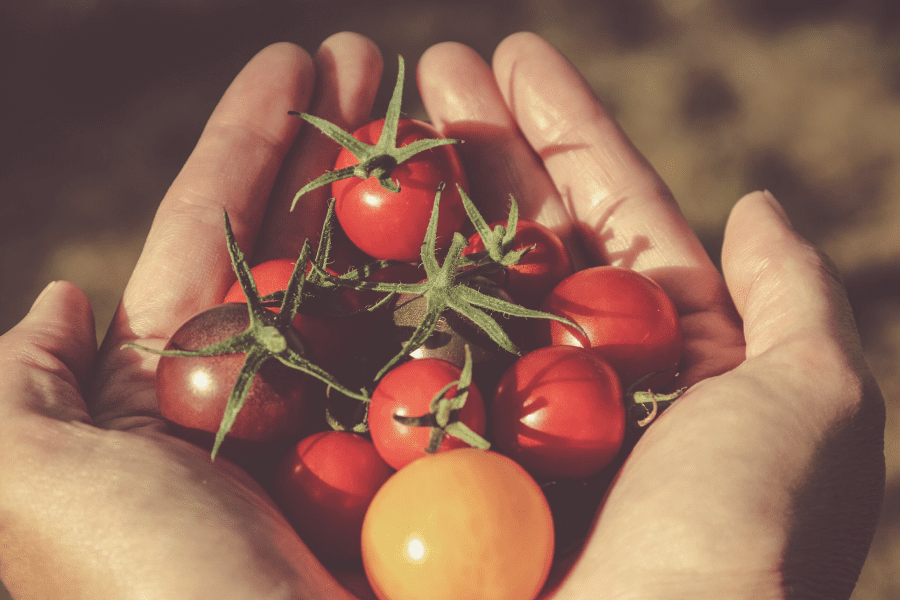 ielts reading passage 2 a second attempt at domesticating the tomato