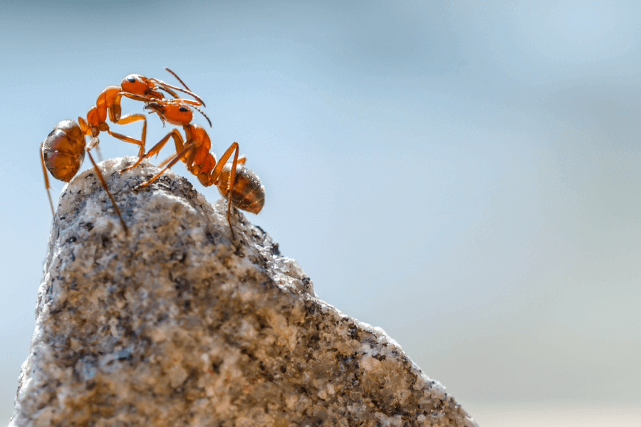 Leaf-Cutting Ants And Fungus IELTS Reading Answers with Explanation