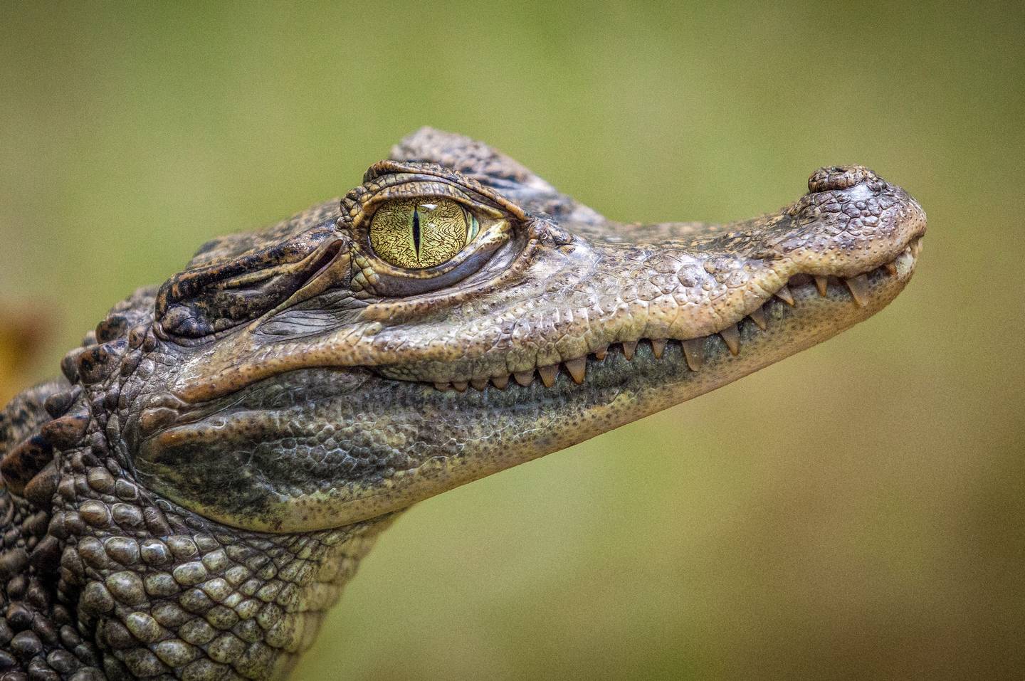 Từ Vựng Bài Đọc The Evolutionary Mystery- Crocodile Survives