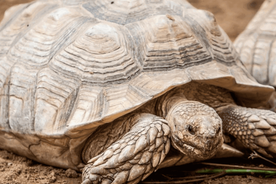 Flying Tortoises IELTS Reading Answers with Explanation