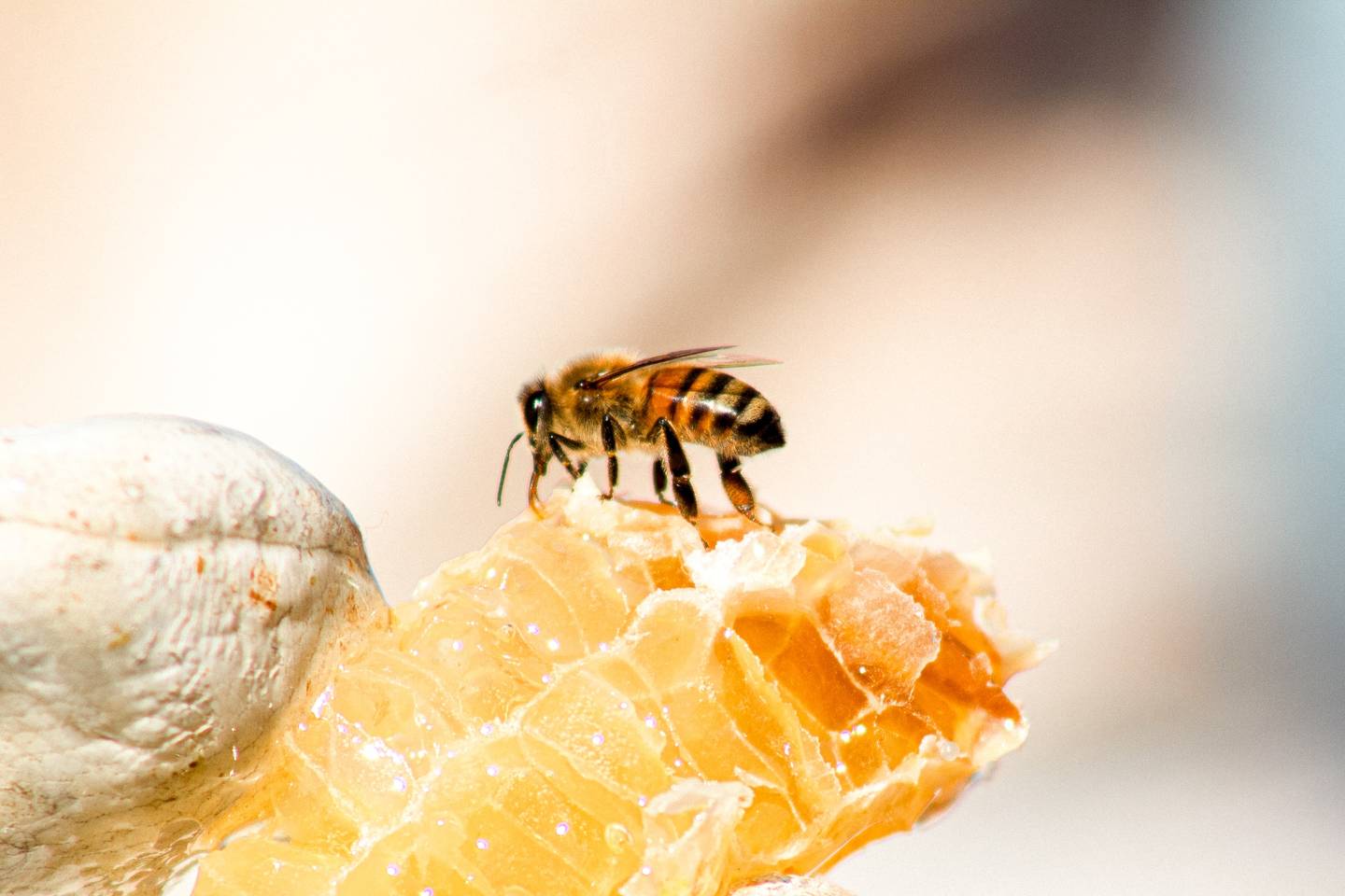 Từ Vựng Bài Đọc Honey Bees In Trouble