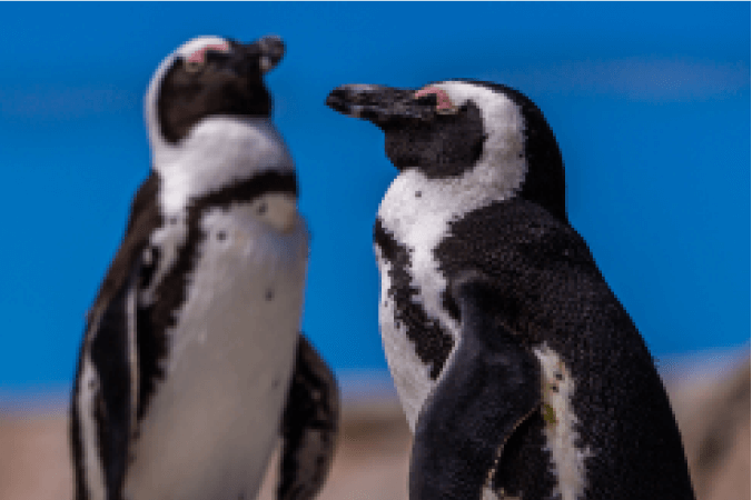 Từ Vựng Bài Nghe Penguins In Africa