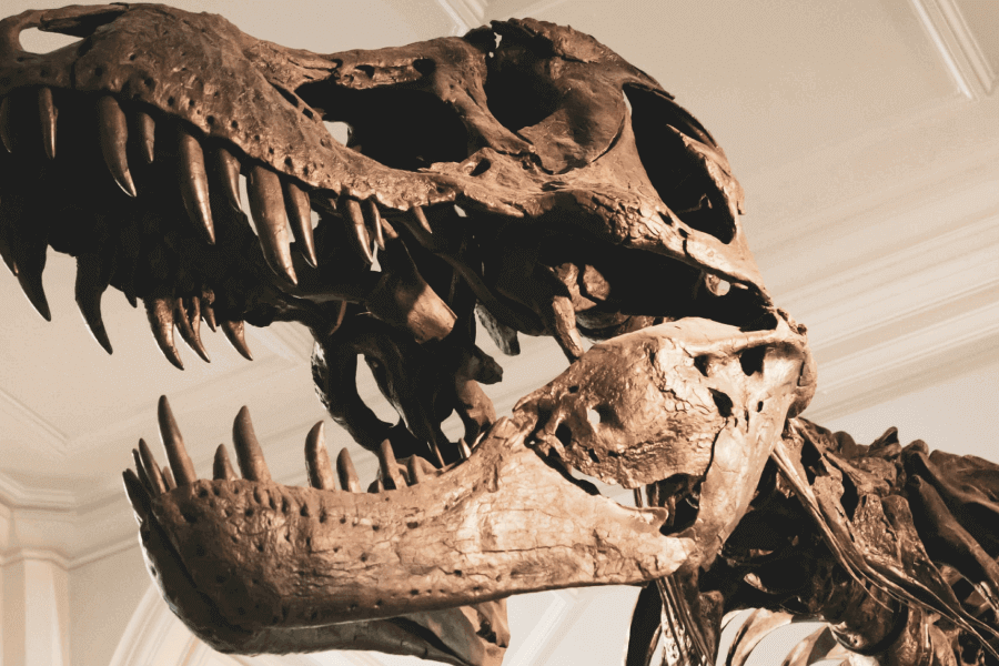 Should We Try To Bring Extinct Species Back To Life? IELTS Reading Answers with Explanation