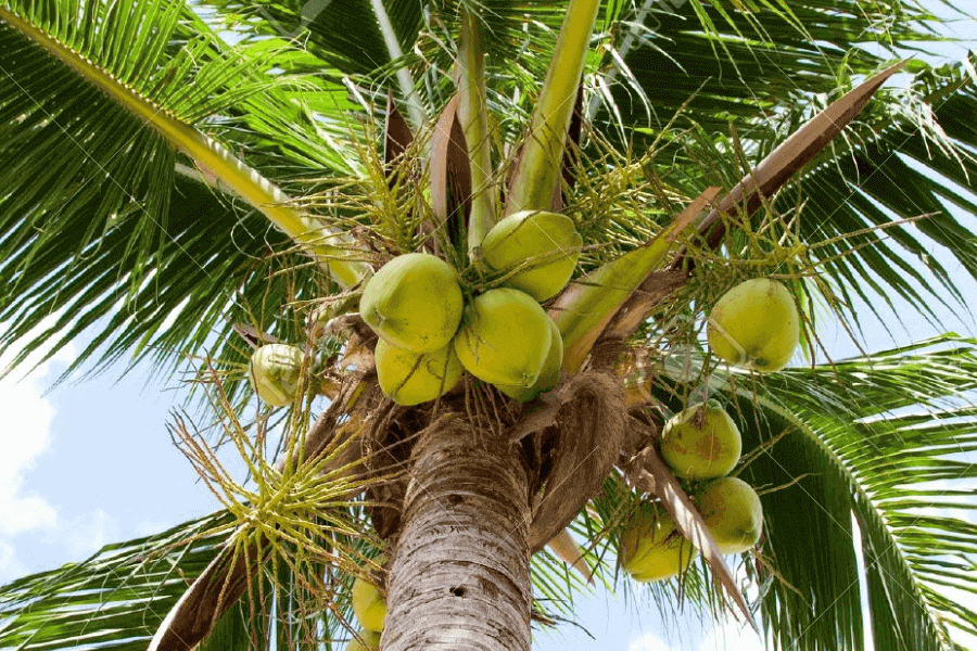 The Coconut Palm IELTS Reading Answers with Explanation