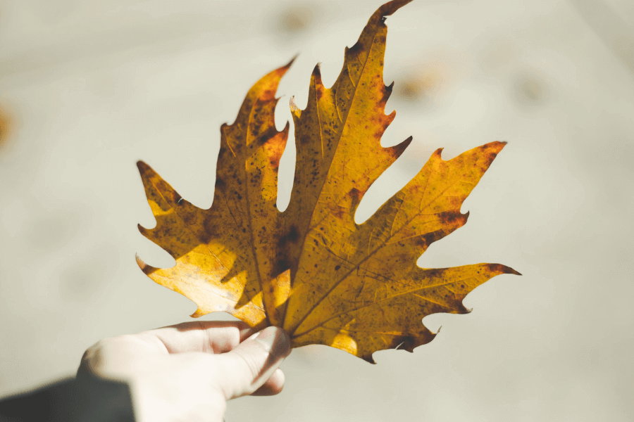 Autumn Leaves IELTS Reading Answers with Explanation