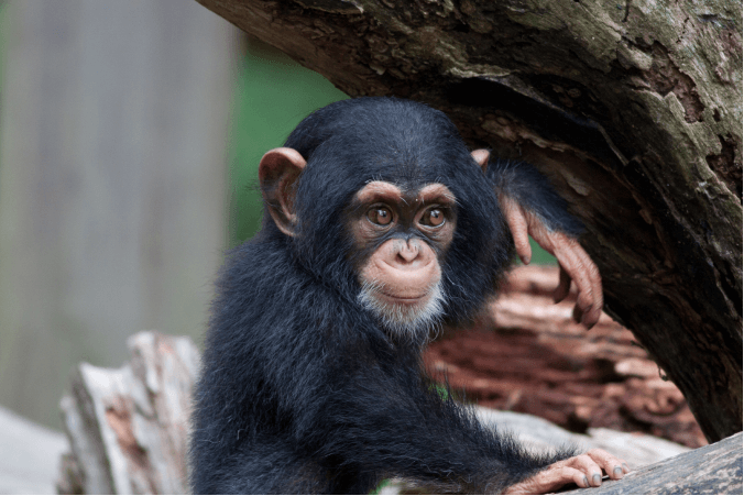 Từ Vựng Bài Nghe Chimpanzee Behaviours