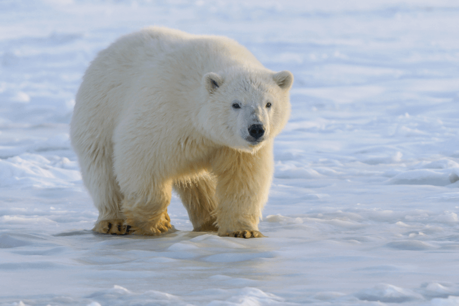 Why We Need To Protect Polar Bears IELTS Reading Answers with Explanation