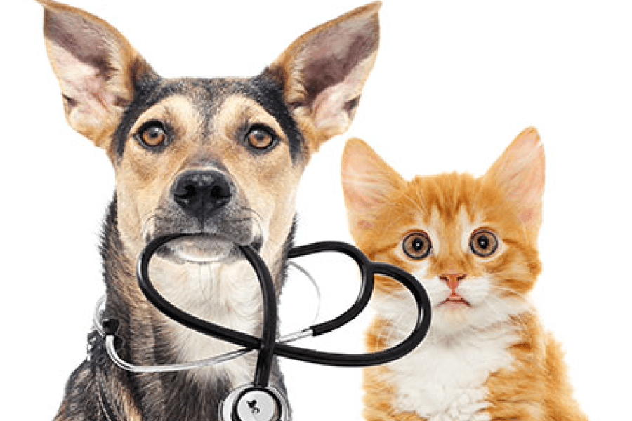 Từ Vựng Bài Nghe Work Experience For Veterinary Science Students