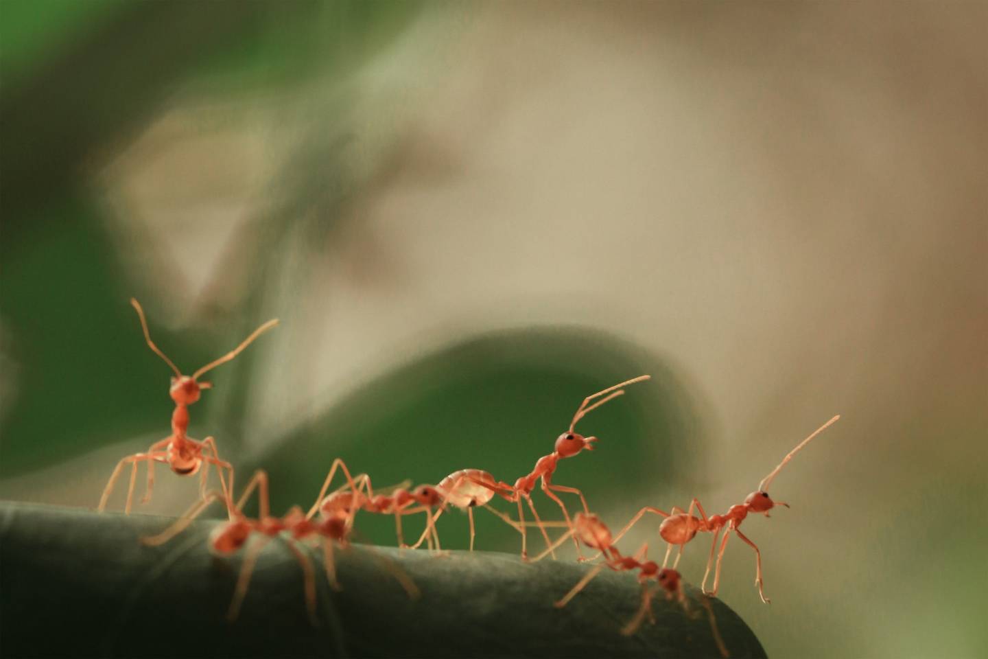 Từ Vựng Bài Đọc Ants Could Teach Ants