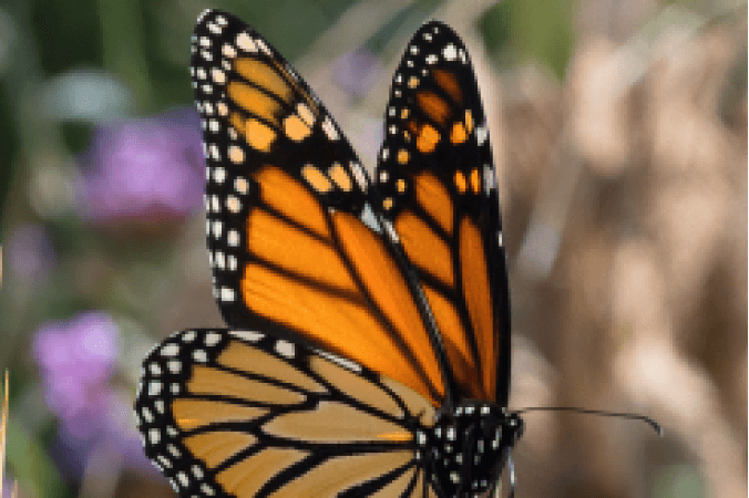 Từ Vựng Bài Nghe Monarch Butterfly
