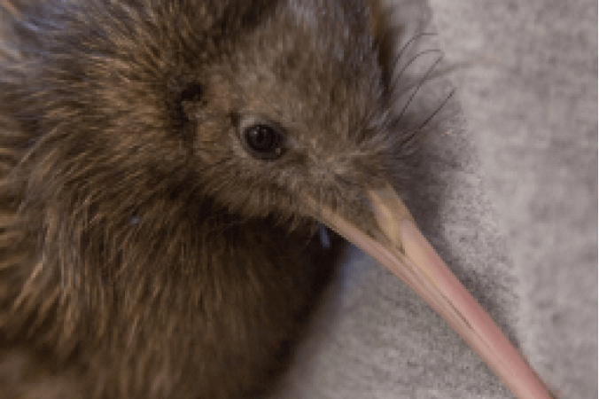 Từ Vựng Bài Nghe Bird Of New Zealand