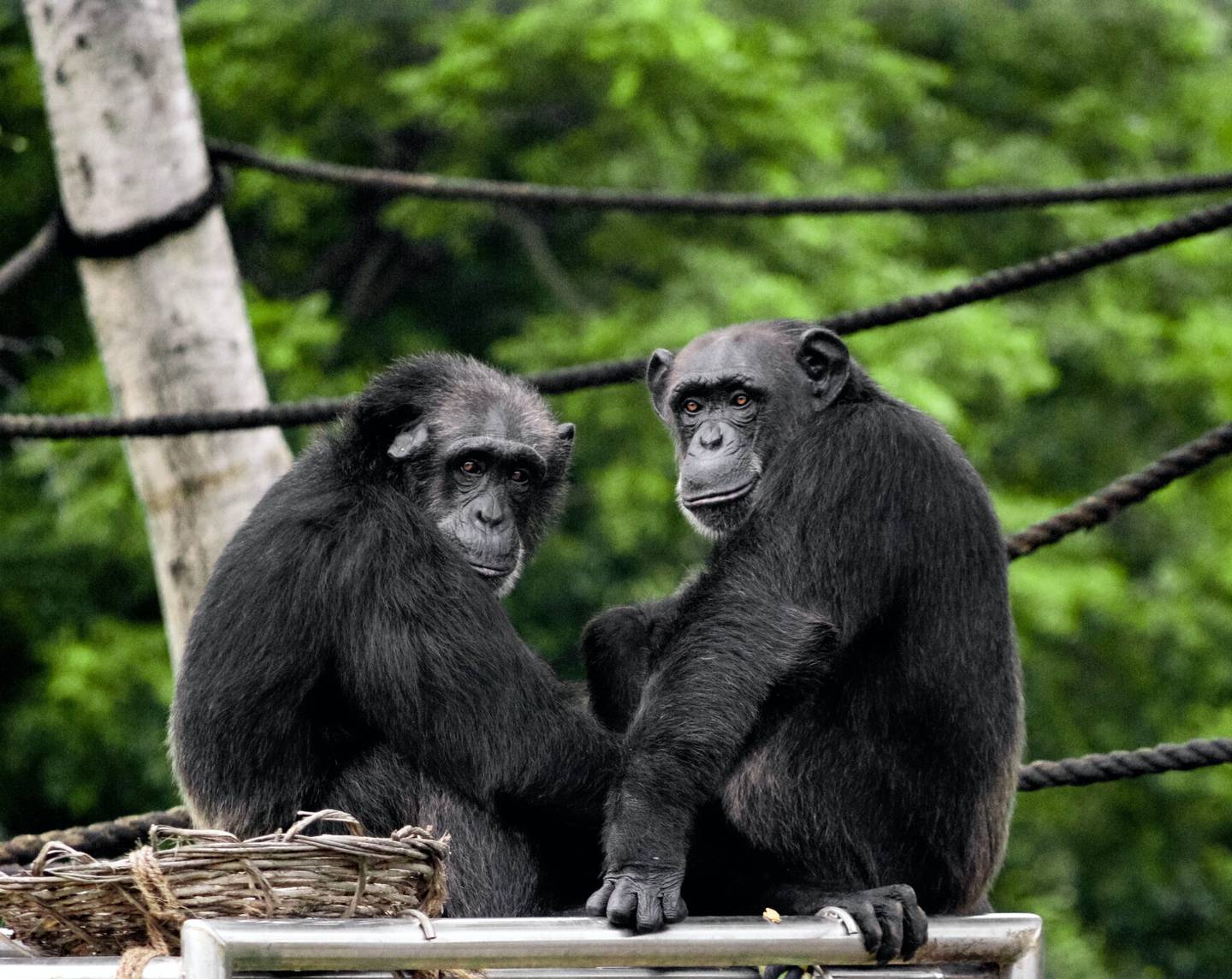 Từ Vựng Bài Đọc The Study Of Chimpanzee Culture