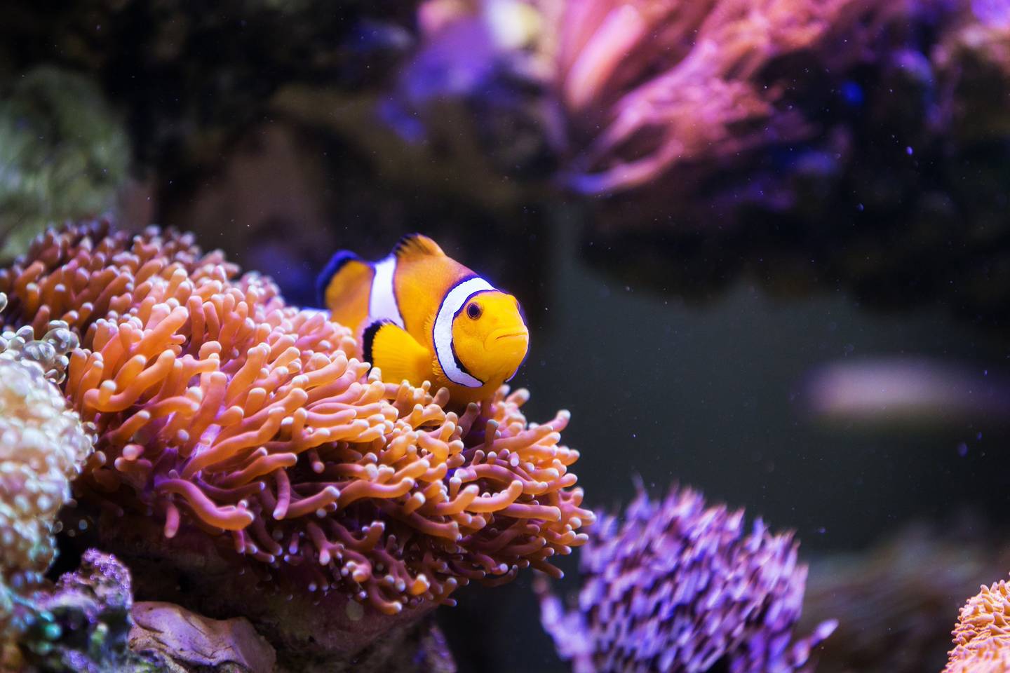 Từ Vựng Bài Đọc The Economic Importance Of Coral Reefs