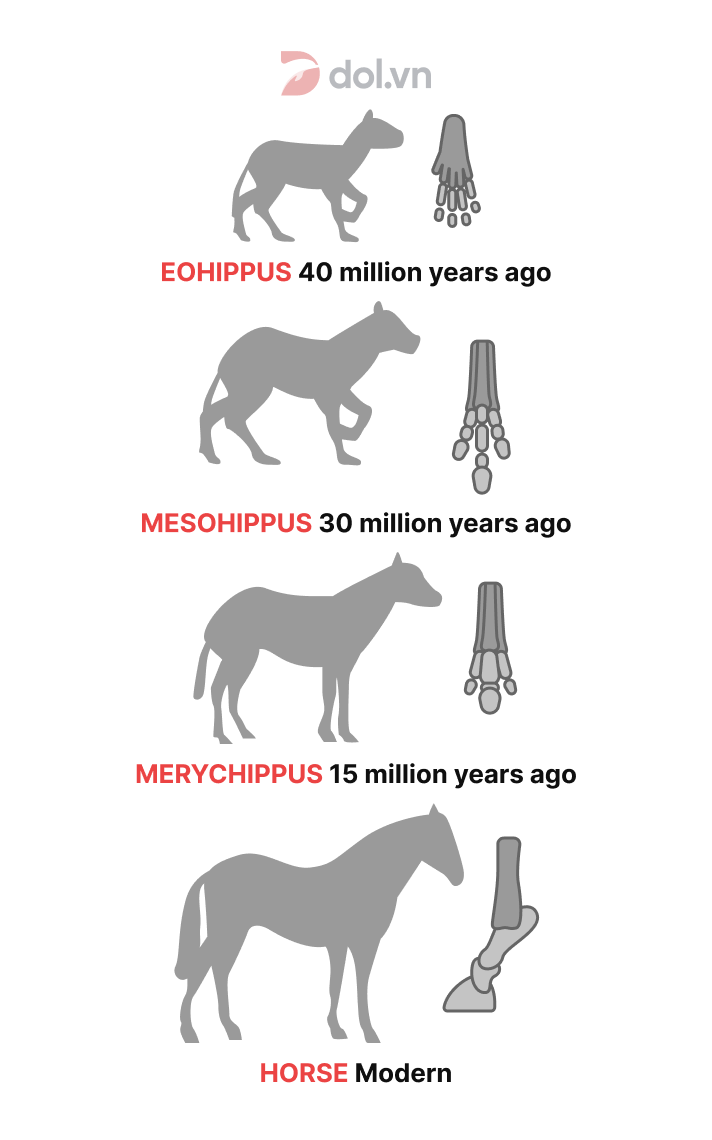 Đề thi IELTS Writing Task 1 tháng 03/2021: The diagram shows how the horse evolved through time, with particular emphasis on its foot structure.